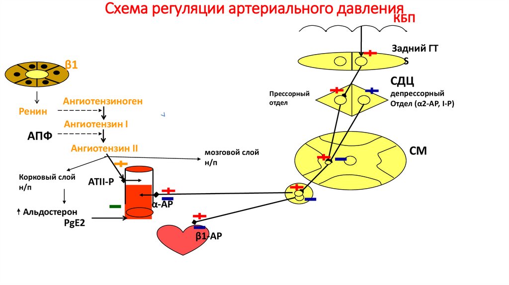 Схема регуляции артериального давления