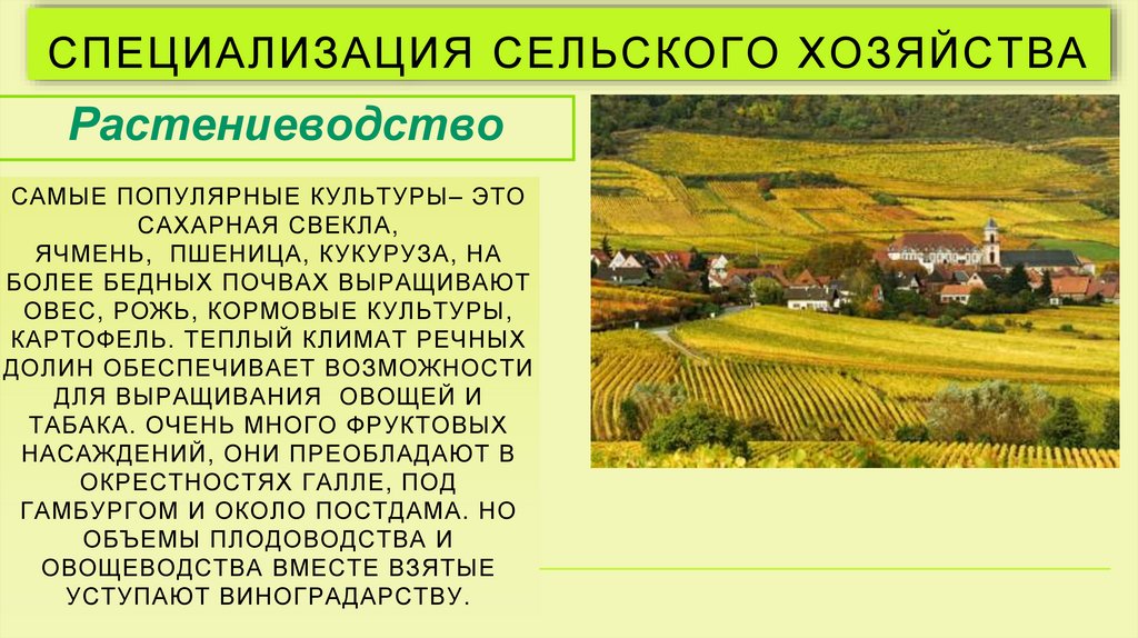 Специализация сельского хозяйства