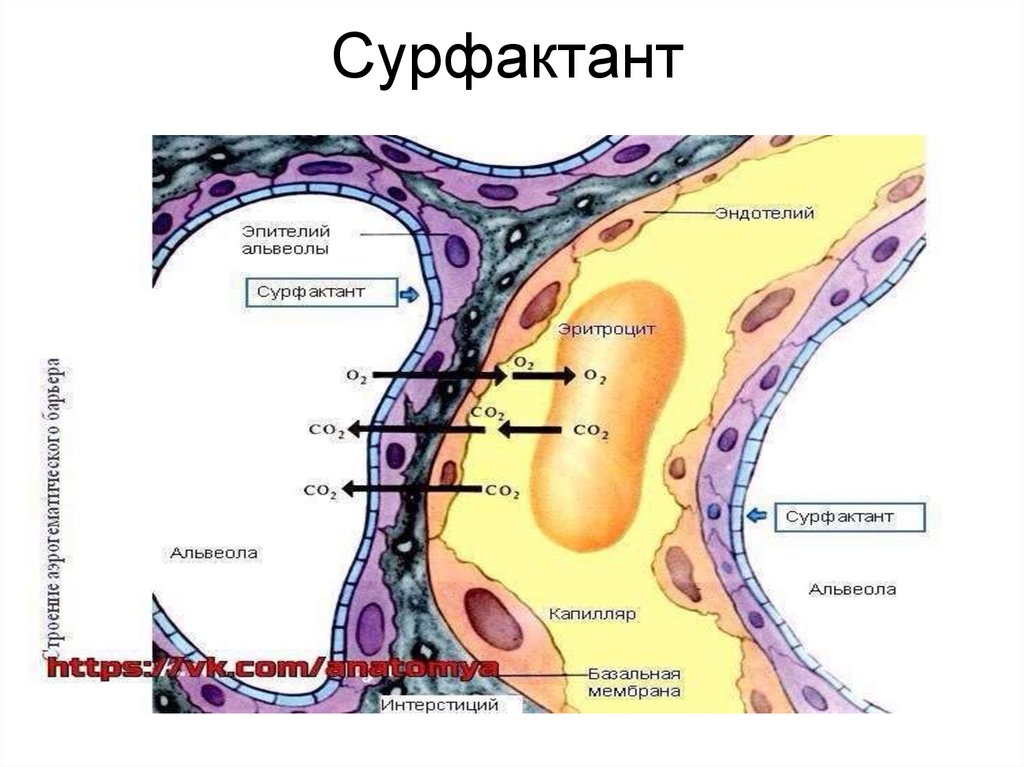 Сурфактант