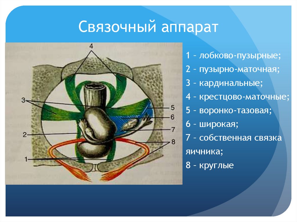 Связочный аппарат