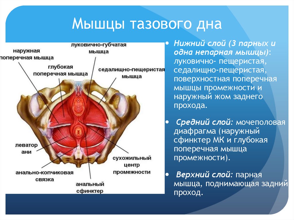 Мышцы тазового дна