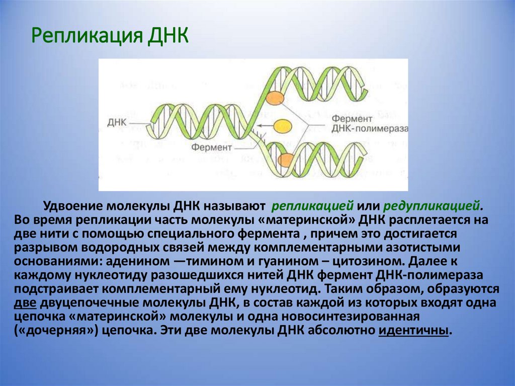 Репликация ДНК