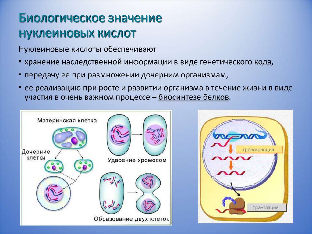 Биологическое значение нуклеиновых кислот