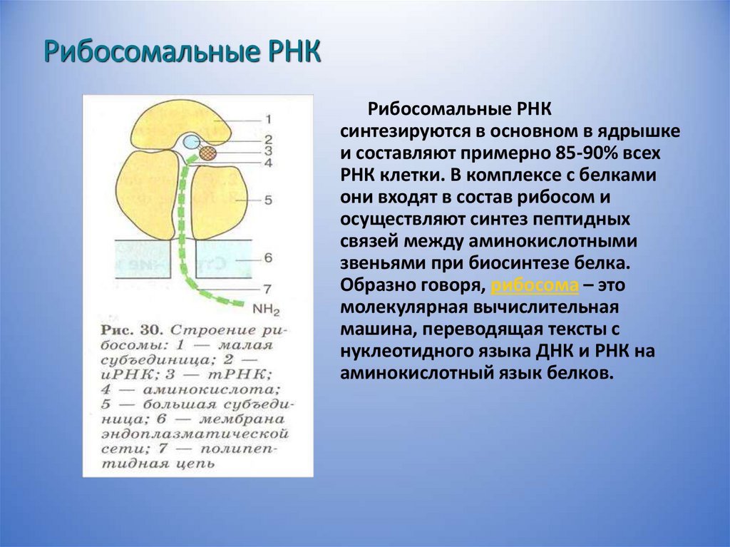 Рибосомальные РНК