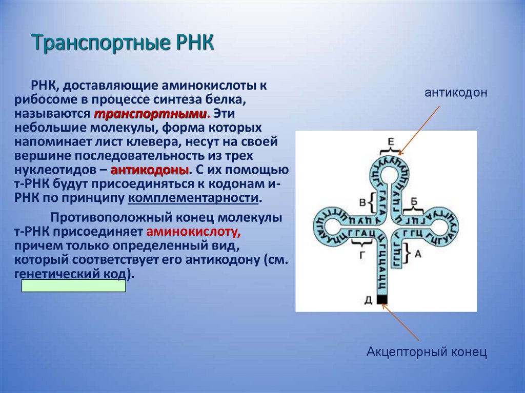 Транспортные РНК