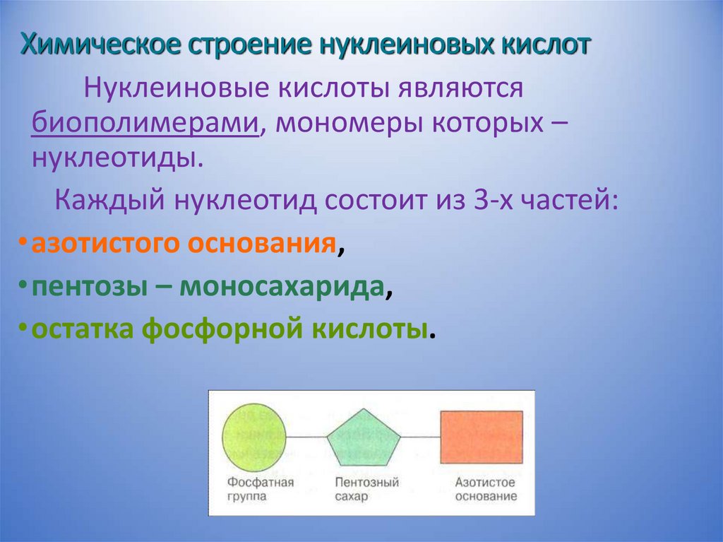 Химическое строение нуклеиновых кислот