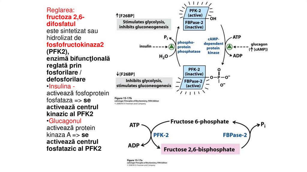 Reglarea: fructoza 2,6-difosfatul este sintetizat sau hidrolizat de fosfofructokinaza2 (PFK2), enzimă bifuncţIonală reglată