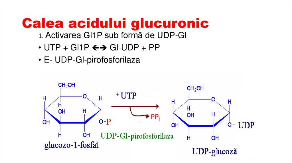 Calea acidului glucuronic