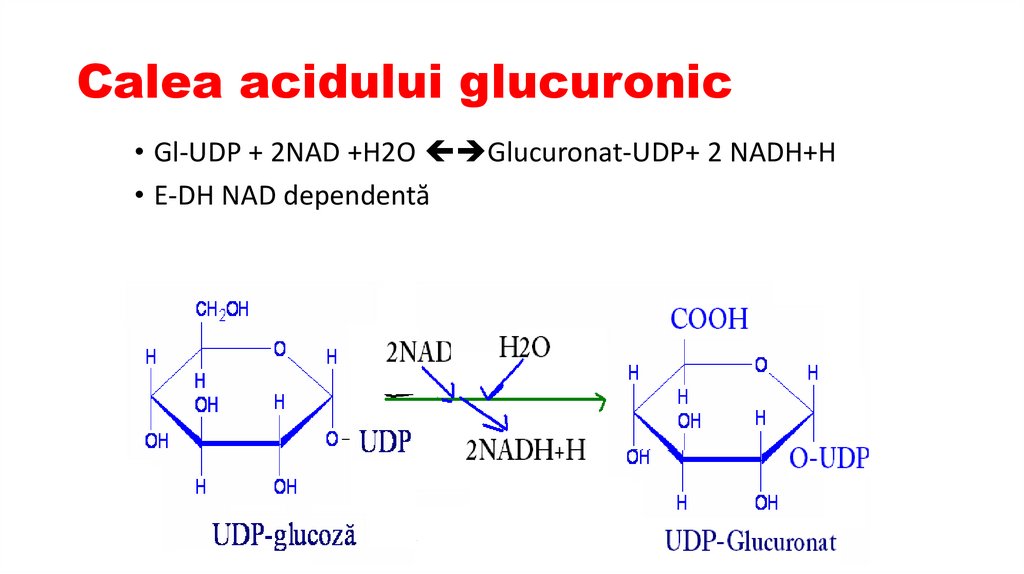 Calea acidului glucuronic