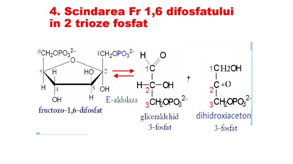 4. Scindarea Fr 1,6 difosfatului în 2 trioze fosfat