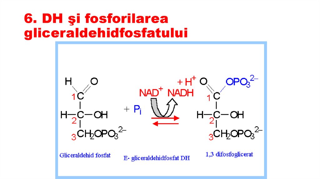 6. DH şi fosforilarea gliceraldehidfosfatului
