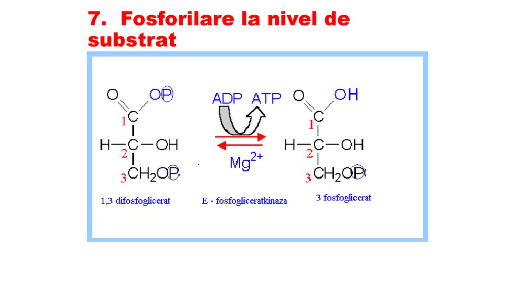 7. Fosforilare la nivel de substrat