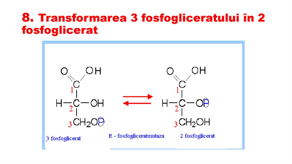 8. Transformarea 3 fosfogliceratului în 2 fosfoglicerat