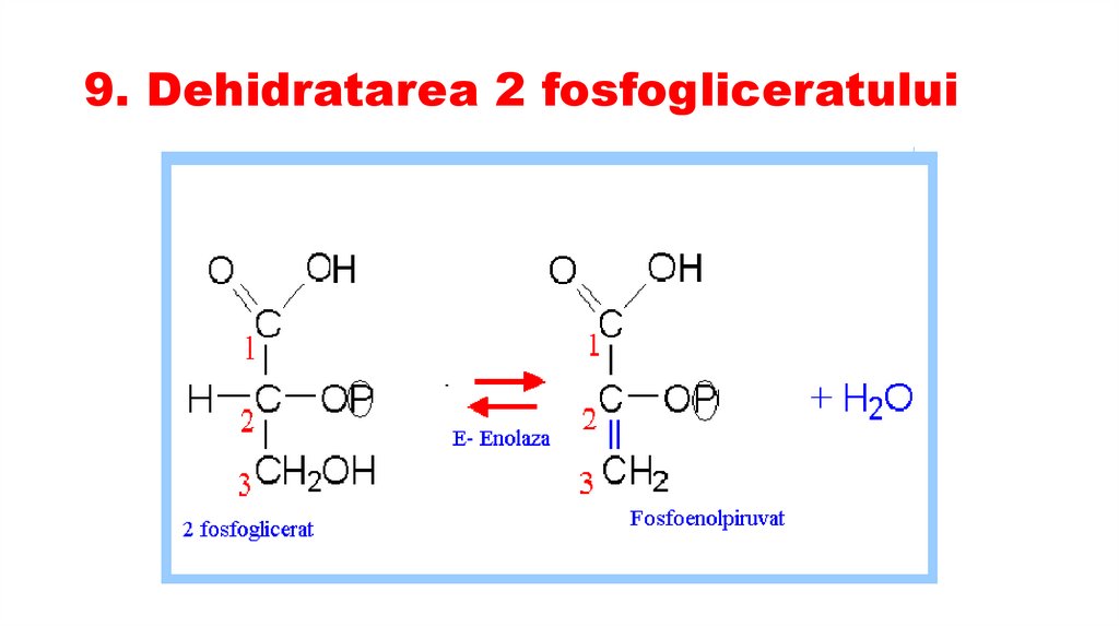 9. Dehidratarea 2 fosfogliceratului