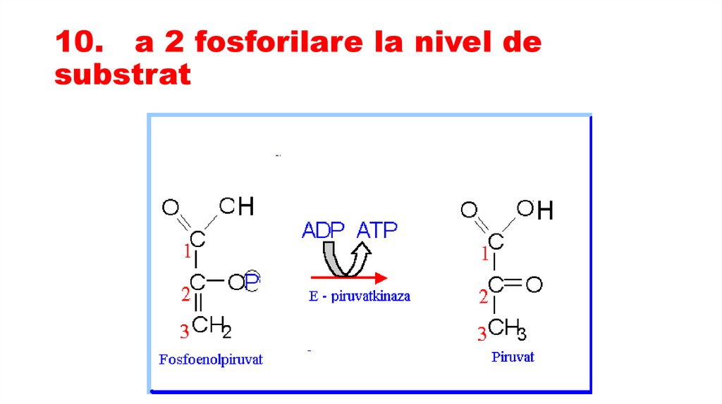 10. a 2 fosforilare la nivel de substrat