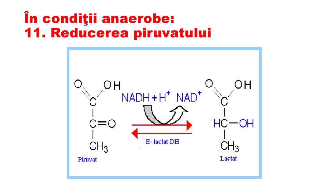 În condiţii anaerobe: 11. Reducerea piruvatului