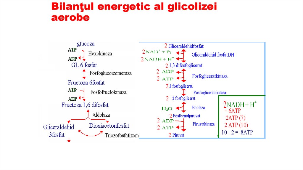Bilanţul energetic al glicolizei aerobe