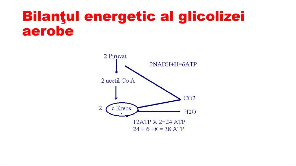 Bilanţul energetic al glicolizei aerobe