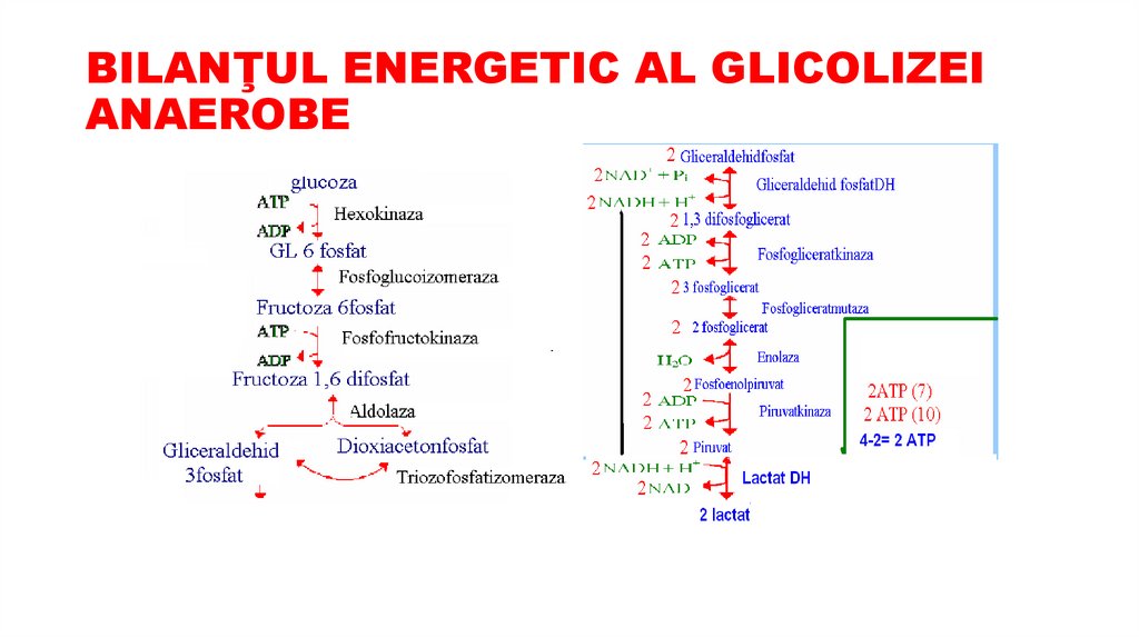 BILANŢUL ENERGETIC AL GLICOLIZEI ANAEROBE