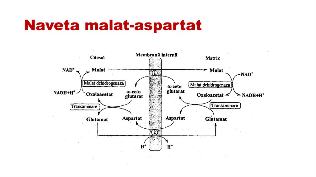 Naveta malat-aspartat