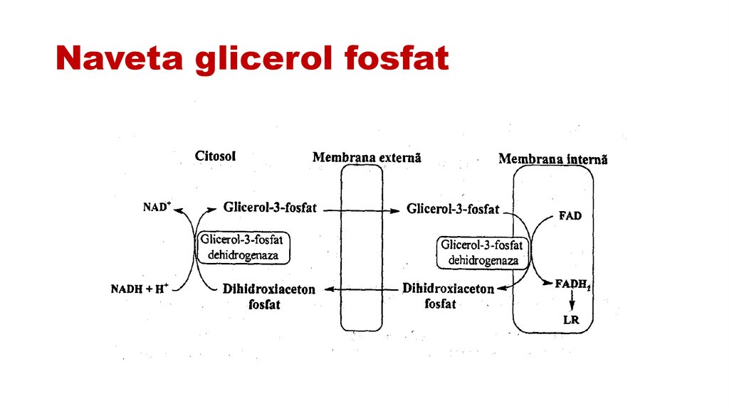 Naveta glicerol fosfat
