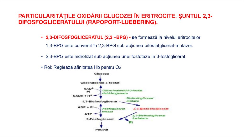 PARTICULARITĂȚILE OXIDĂRII GLUCOZEI ÎN ERITROCITE. ȘUNTUL 2,3-DIFOSFOGLICERATULUI (RAPOPORT-LUEBERING).