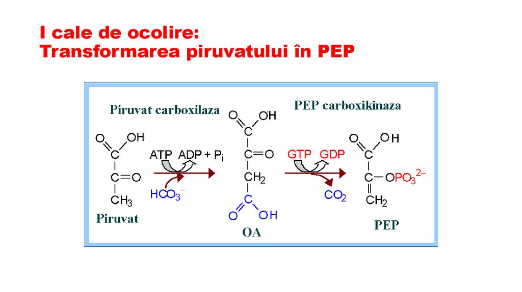 I cale de ocolire: Transformarea piruvatului în PEP