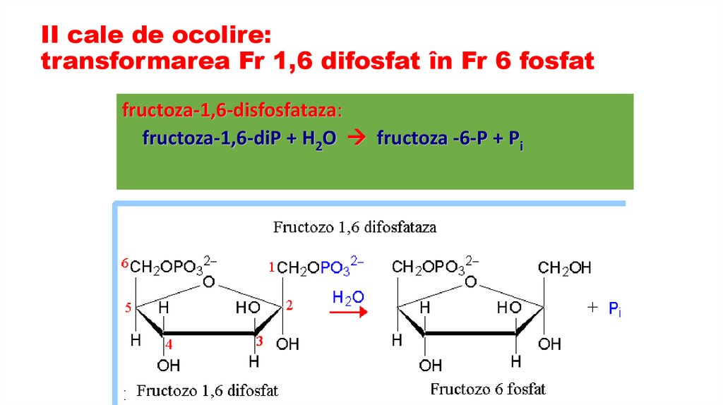 II cale de ocolire: transformarea Fr 1,6 difosfat în Fr 6 fosfat