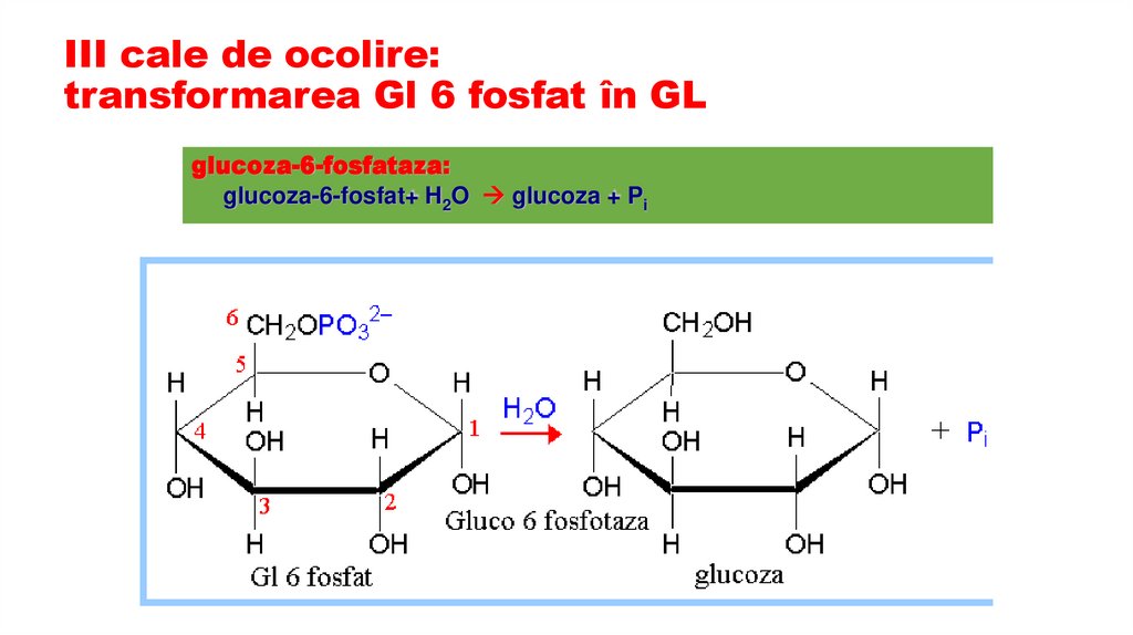 III cale de ocolire: transformarea Gl 6 fosfat în GL