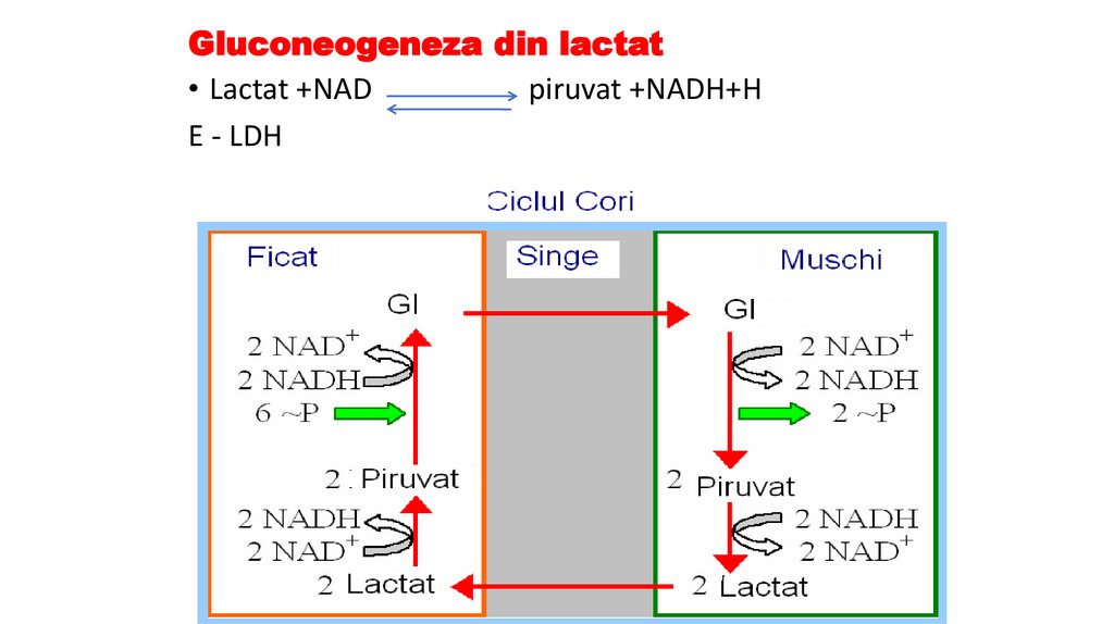 Gluconeogeneza din lactat