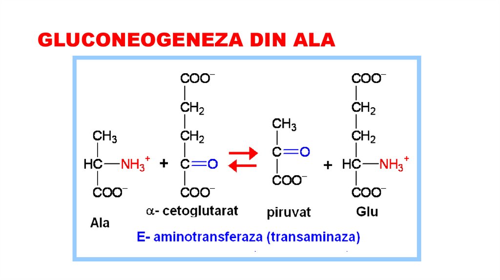 GLUCONEOGENEZA DIN ALA