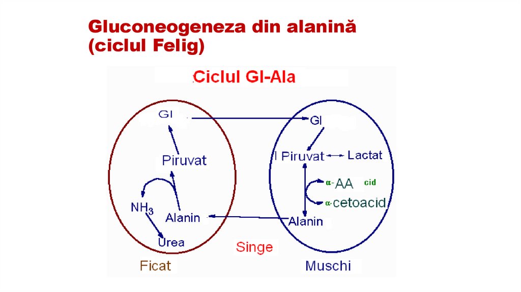 Gluconeogeneza din alanină (ciclul Felig)