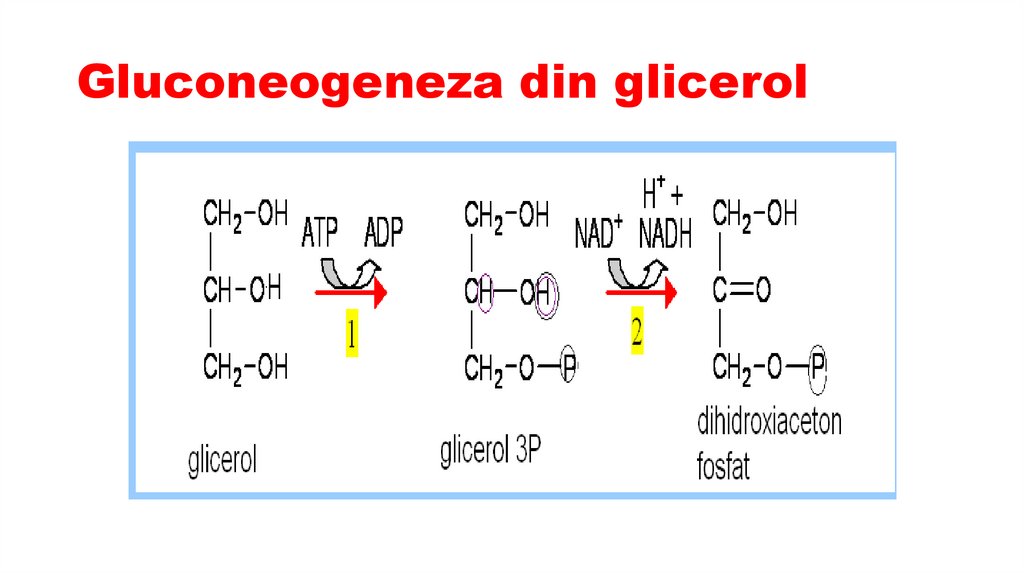 Gluconeogeneza din glicerol