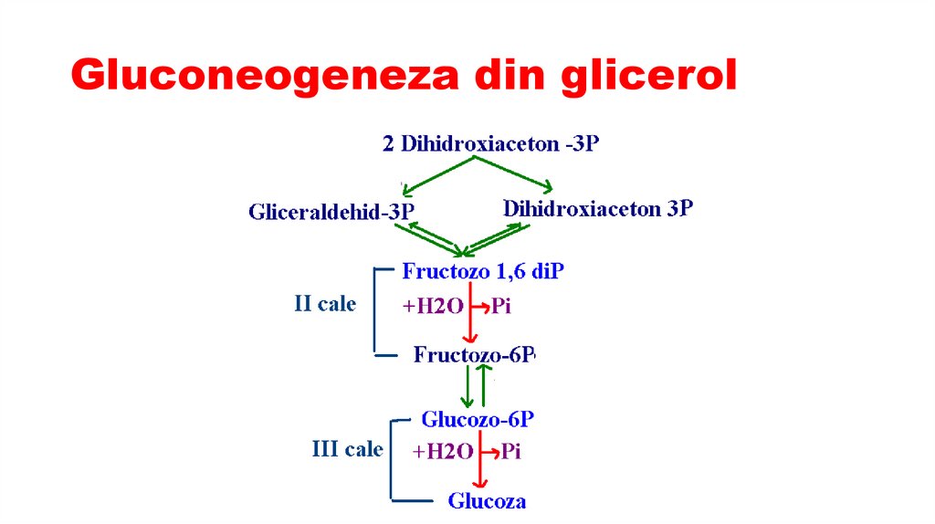Gluconeogeneza din glicerol