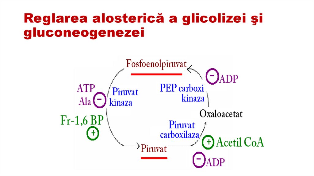 Reglarea alosterică a glicolizei şi gluconeogenezei