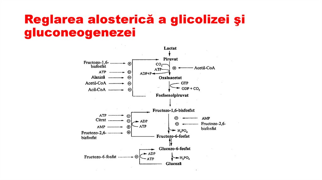 Reglarea alosterică a glicolizei şi gluconeogenezei