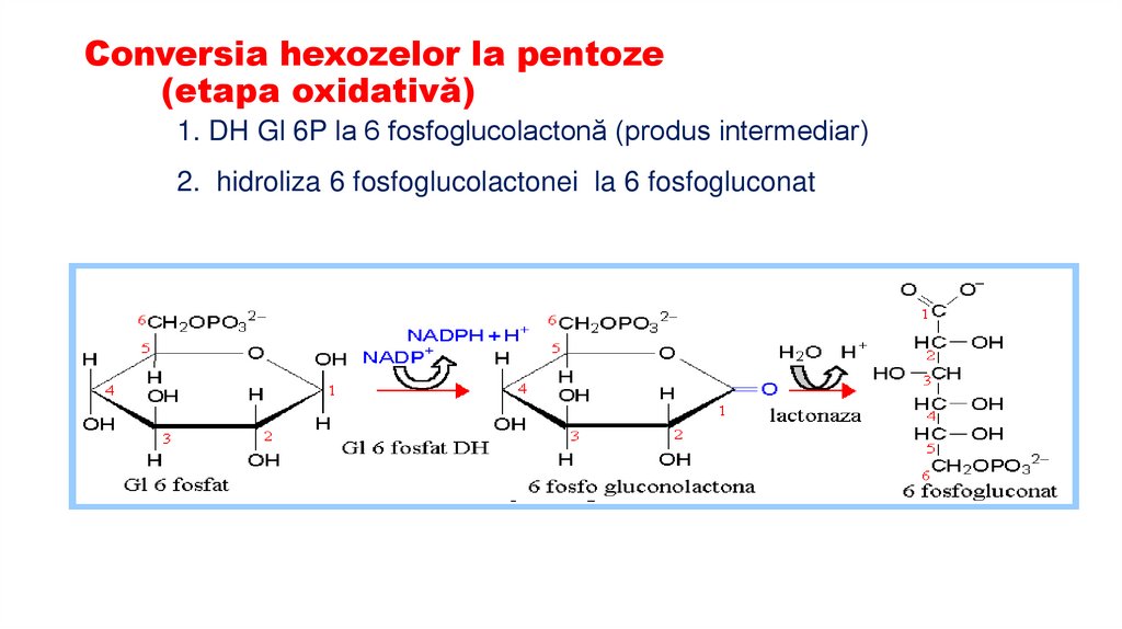 Conversia hexozelor la pentoze (etapa oxidativă)