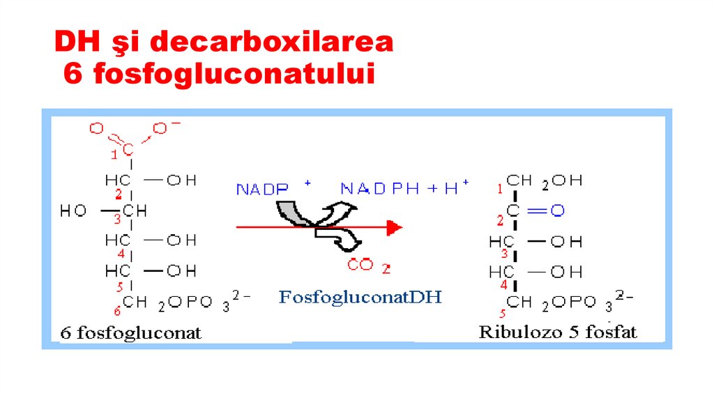 DH şi decarboxilarea 6 fosfogluconatului