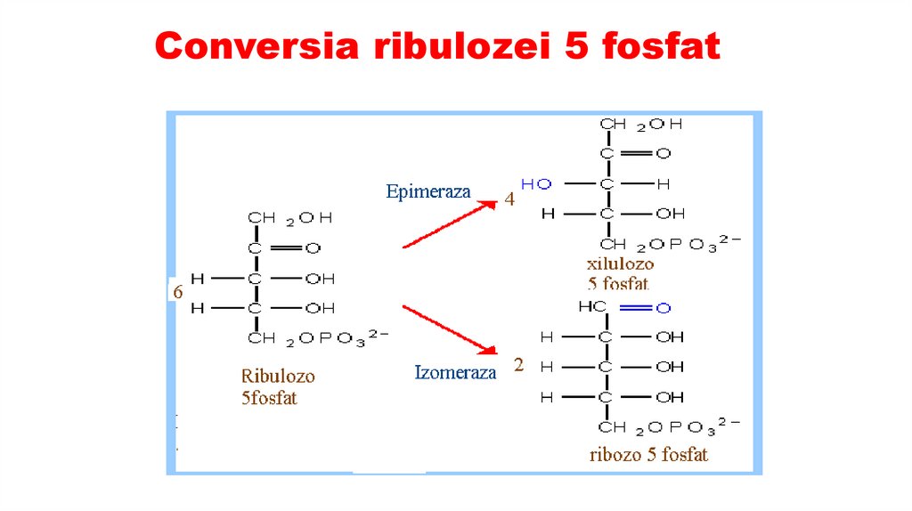 Conversia ribulozei 5 fosfat