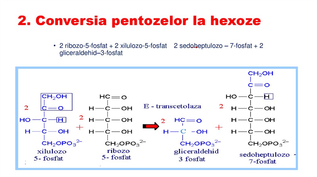2. Conversia pentozelor la hexoze