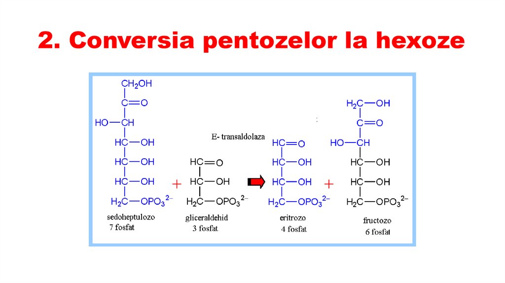 2. Conversia pentozelor la hexoze