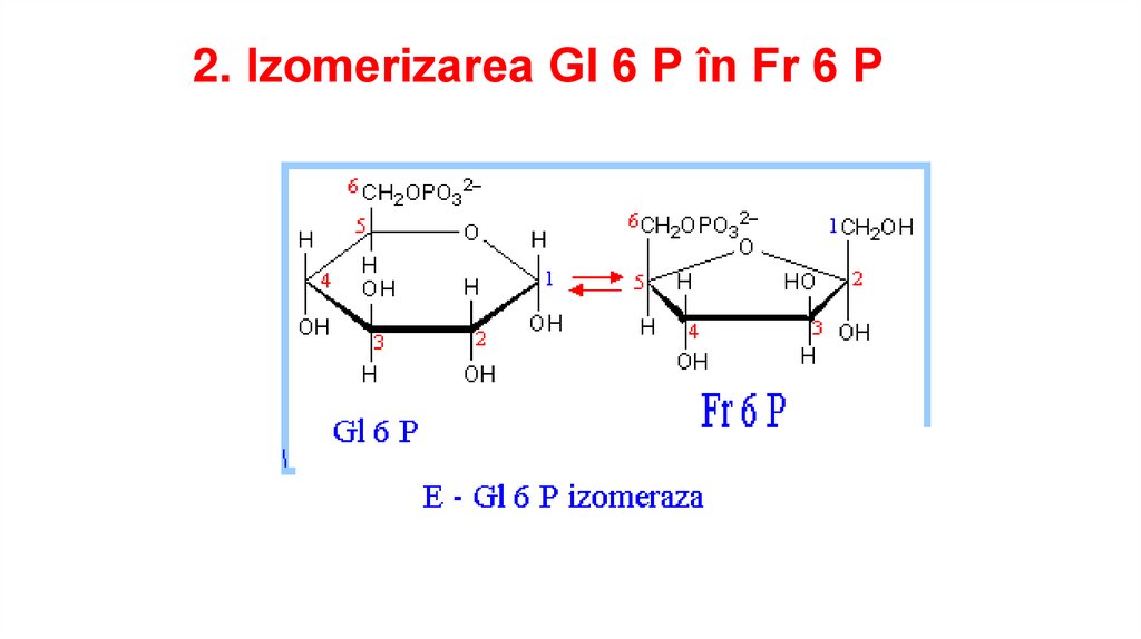 2. Izomerizarea Gl 6 P în Fr 6 P