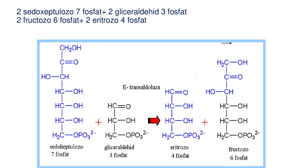 2 sedoxeptulozo 7 fosfat+ 2 gliceraldehid 3 fosfat 2 fructozo 6 fosfat+ 2 eritrozo 4 fosfat