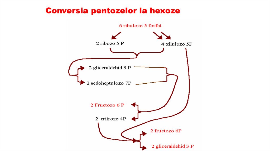 Conversia pentozelor la hexoze