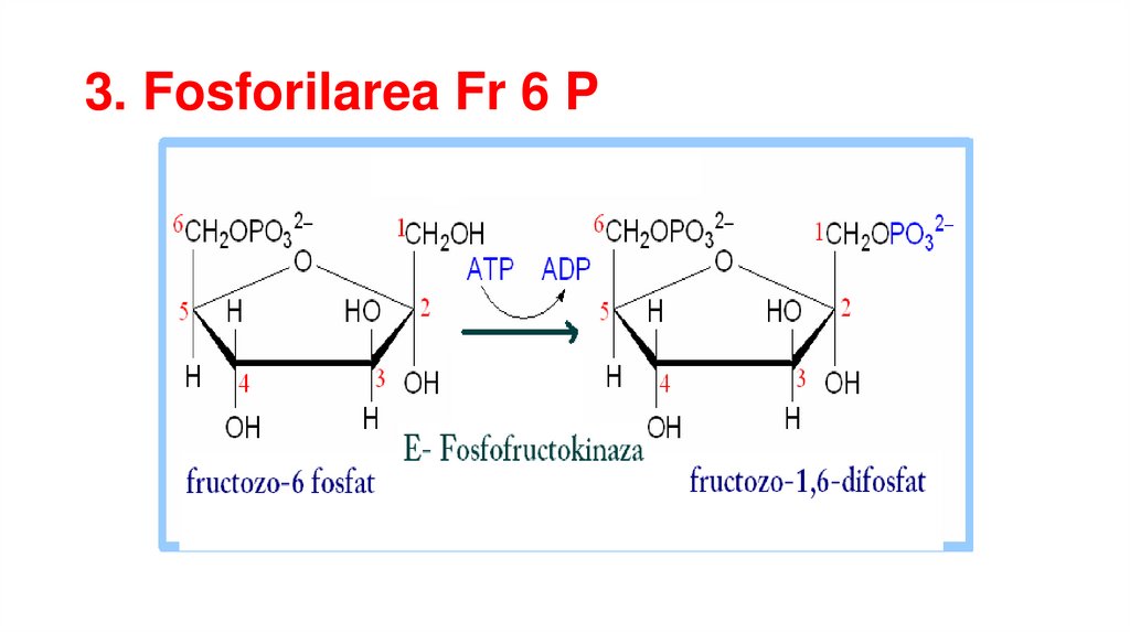 3. Fosforilarea Fr 6 P