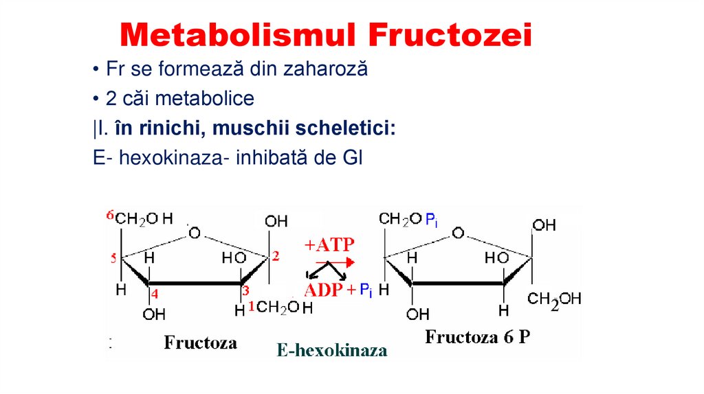 Metabolismul Fructozei