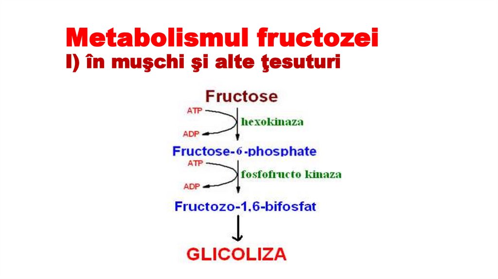 Metabolismul fructozei I) în muşchi şi alte ţesuturi