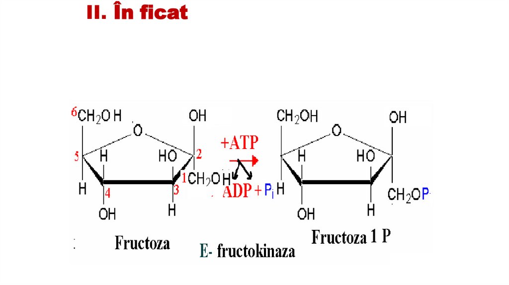 II. În ficat