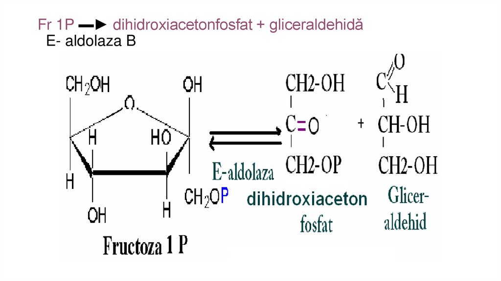 Fr 1P ▬► dihidroxiacetonfosfat + gliceraldehidă E- aldolaza B