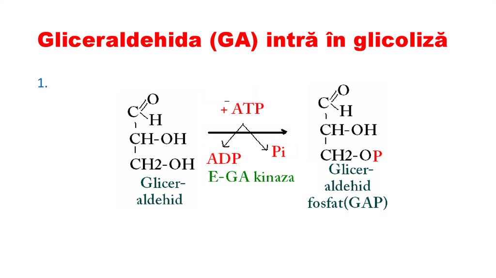 Gliceraldehida (GA) intră în glicoliză